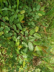 Nothofagus obliqua