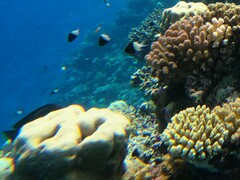 Pycnochromis dimidiatus