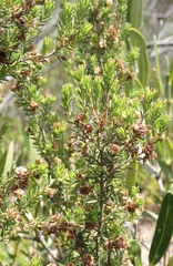 Erica glumiflora