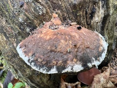 Inonotus