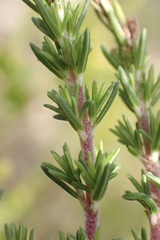 Erica glumiflora
