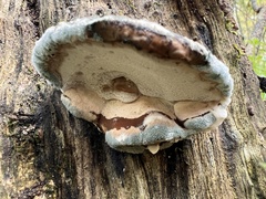 Inonotus