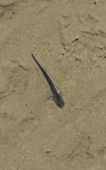 Gyrinophilus porphyriticus