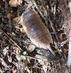 Porcellio hoffmannseggii