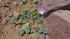 Malva neglecta image