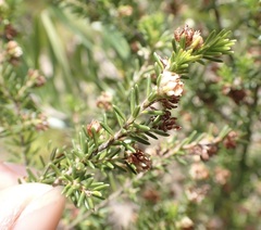Erica glumiflora