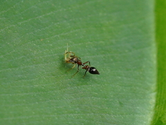 Crematogaster rogenhoferi