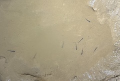 Gyrinophilus porphyriticus