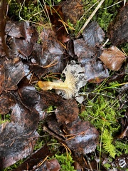 Craterellus lutescens
