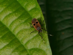 Physopelta fusciscutellata