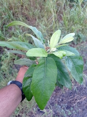 Pluchea carolinensis