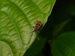 Physopelta fusciscutellata