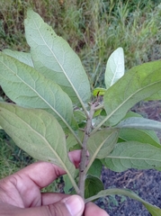 Pluchea carolinensis