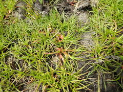 Juncus lomatophyllus