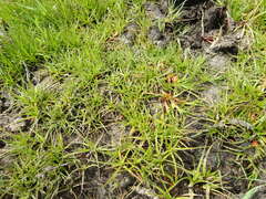 Juncus lomatophyllus