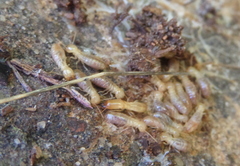 Reticulitermes grassei