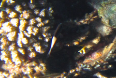 Pycnochromis dimidiatus