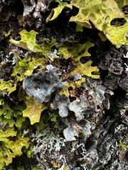 Lobarina scrobiculata