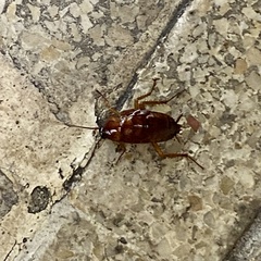 Periplaneta americana