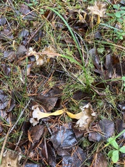 Craterellus lutescens