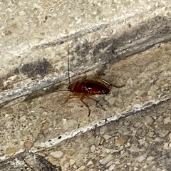 Periplaneta americana