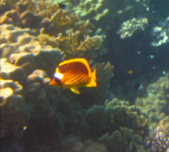 Chaetodon fasciatus