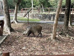 Sus scrofa moupinensis