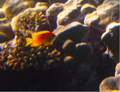 Pomacentrus sulfureus