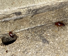 Periplaneta americana