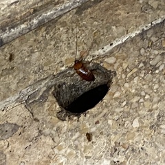 Periplaneta americana