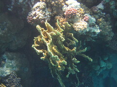Millepora platyphylla