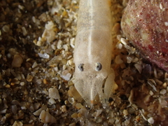 Philocheras sculptus