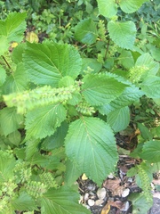 Perilla
