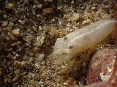 Philocheras sculptus