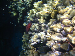 Cephalopholis miniata