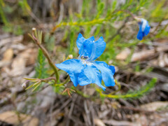 Lechenaultia biloba