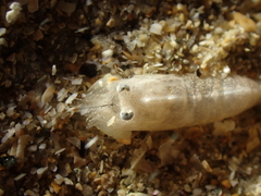 Philocheras sculptus