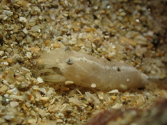 Philocheras sculptus