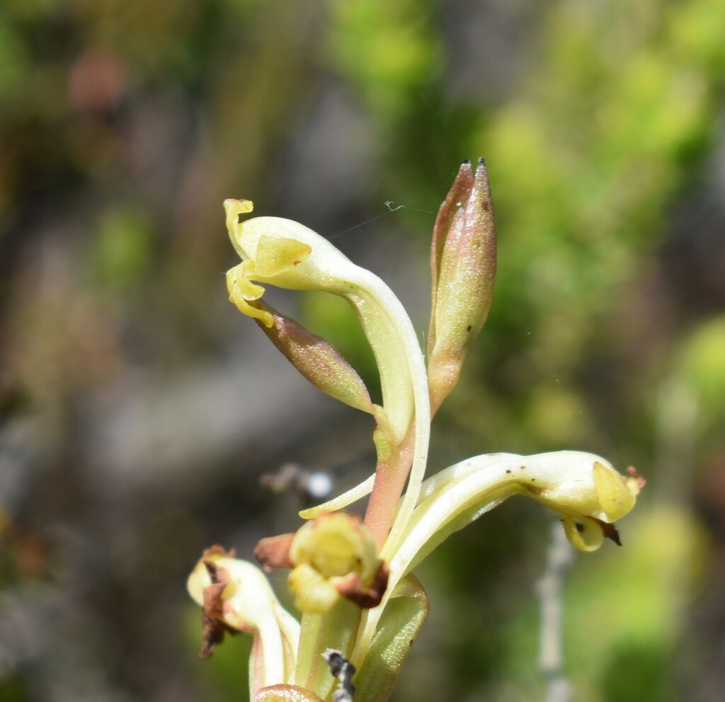Satyrium outeniquense