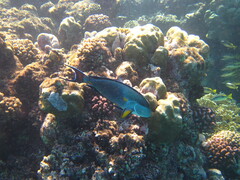Acanthurus sohal