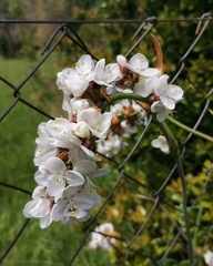 Libertia chilensis