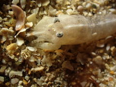 Philocheras sculptus