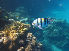 Abudefduf vaigiensis