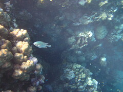 Amblyglyphidodon indicus