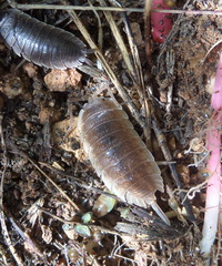 Porcellio hoffmannseggii