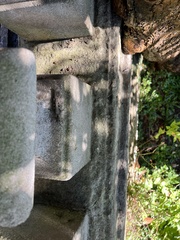 Anacridium aegyptium