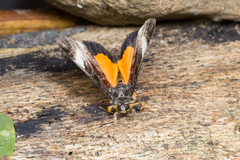 Sarbanissa transiens