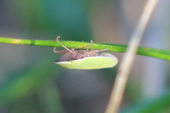 Draeculacephala antica