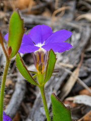 Scaevola calliptera