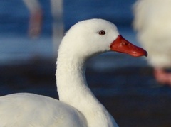 Coscoroba Swan photo 5